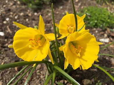 Narcissus bulbocodium 'Diamond Ring